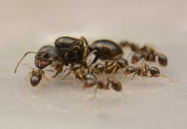 Messor Orientalis (10+ werksters)