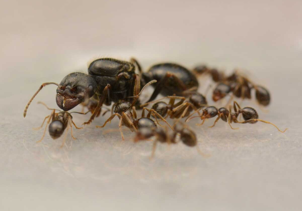 Messor Orientalis (20+ werksters)