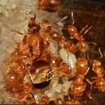 Pseudolasius Cibdelus (20+ werksters)