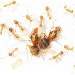 Anoplolepis Gracilipes (10+ werksters) 