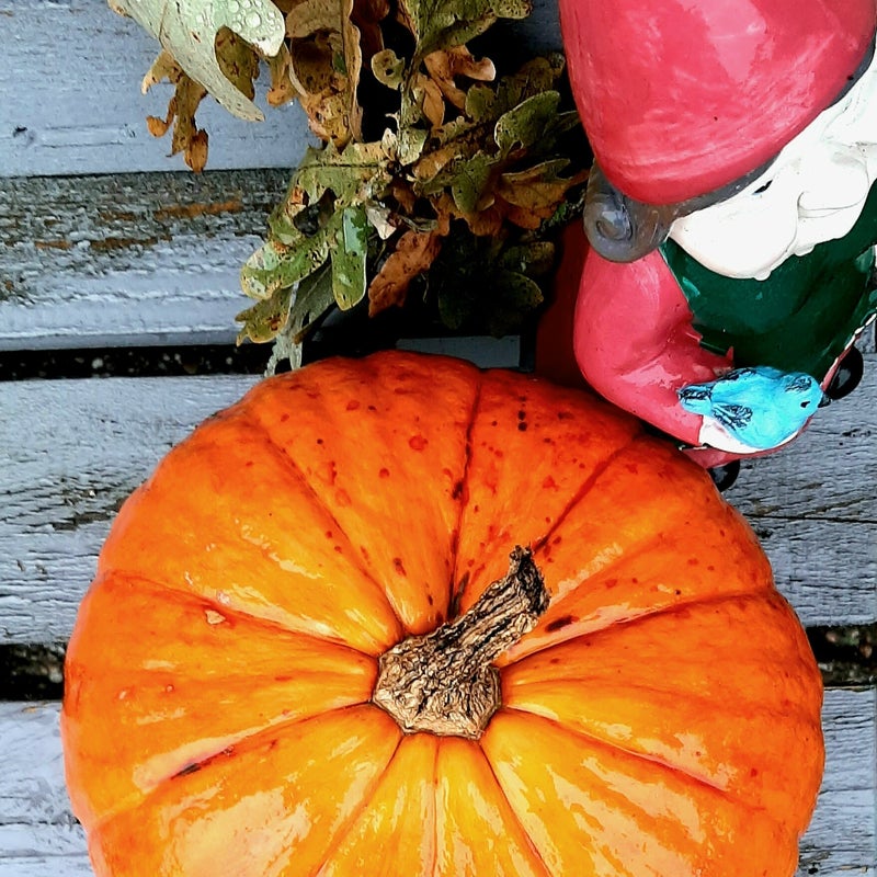 pompoen kabouter herfst herfstbladeren oranje kalebas @missnienox
