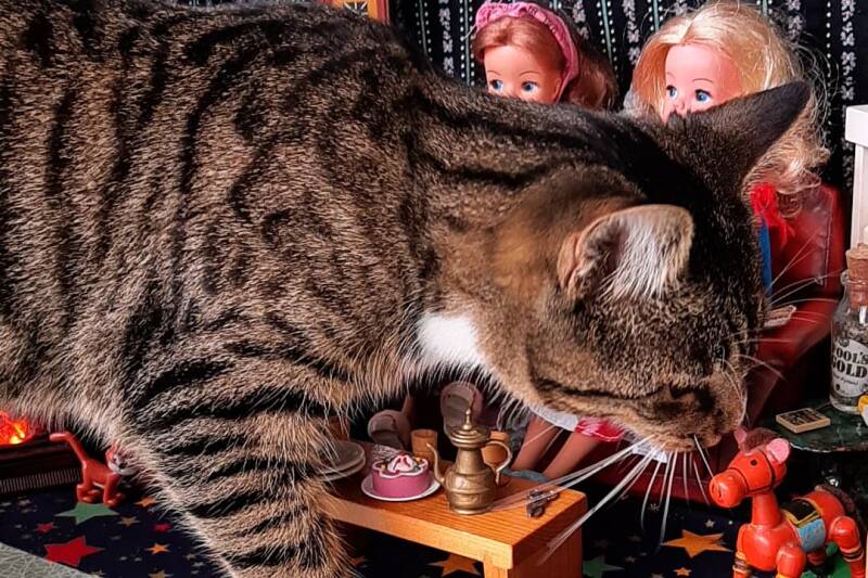 Buckie Starbucks kitten kat kater diorama sindydolls missnienox