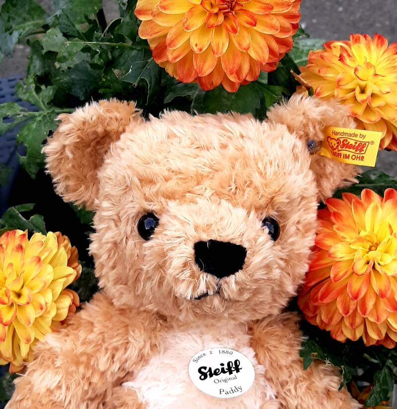 Foto missnienox Paddy Stteiff beer blog