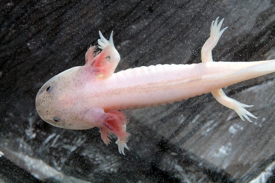 Leucistic Axolotls