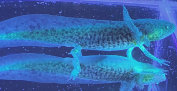 GFP Wild