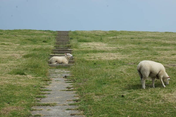 Schafe auf dem Deich