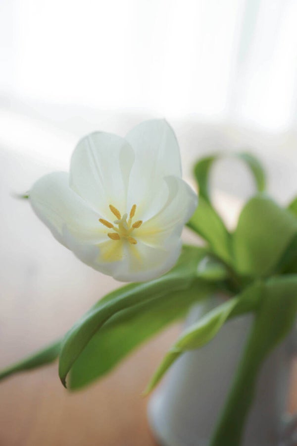 Tulpe