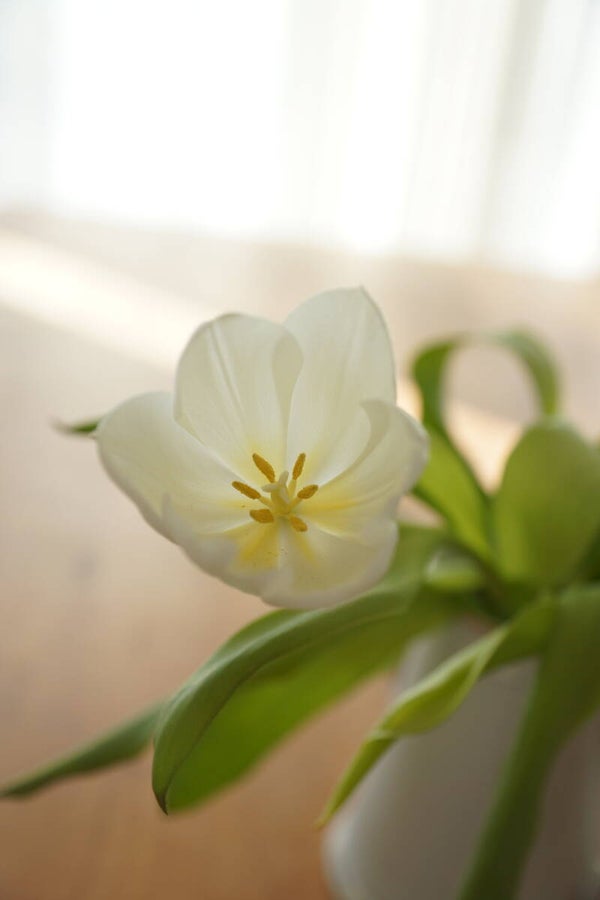 Tulpe