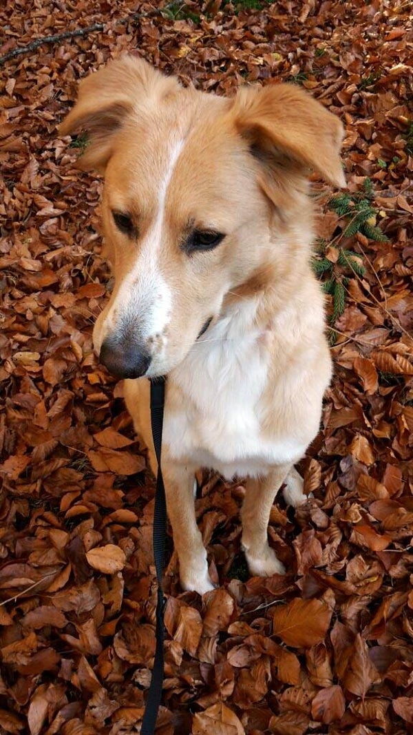 Hunde