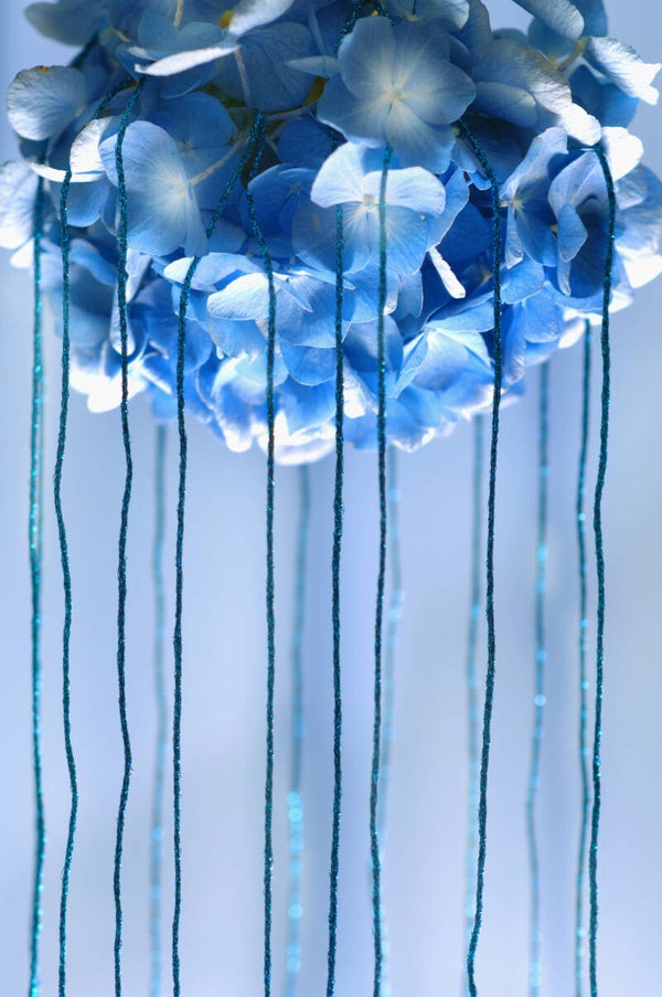 Hortensie