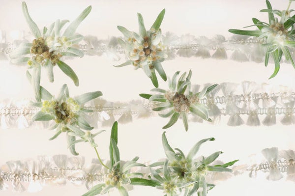 Edelweiss