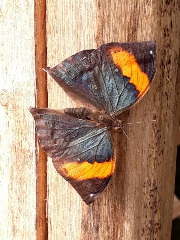 Schmetterling