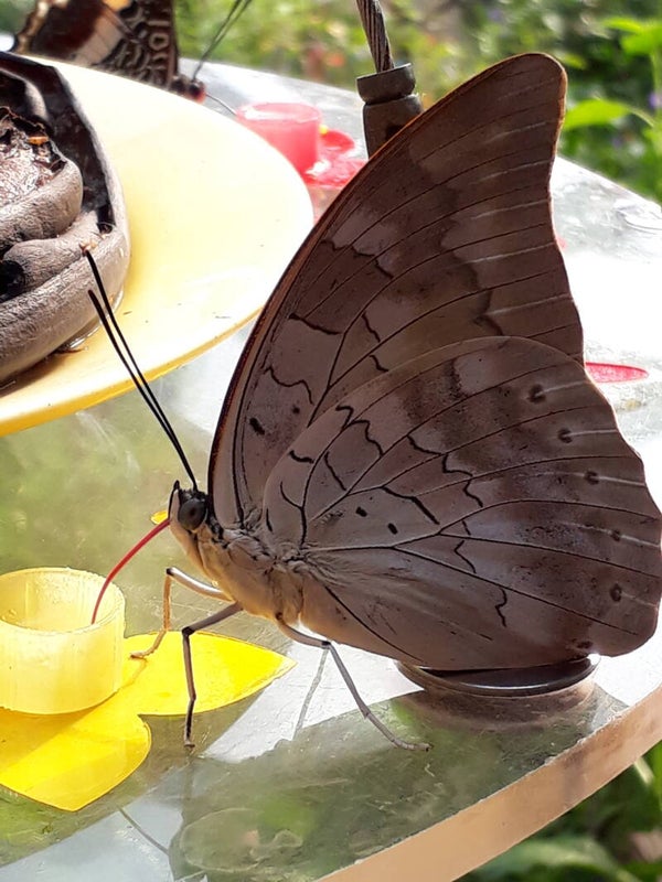 Schmetterling