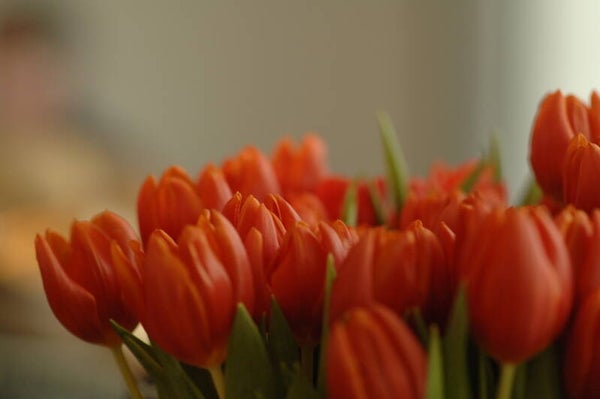 Tulpen