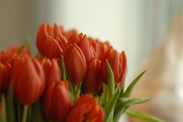 Tulpen