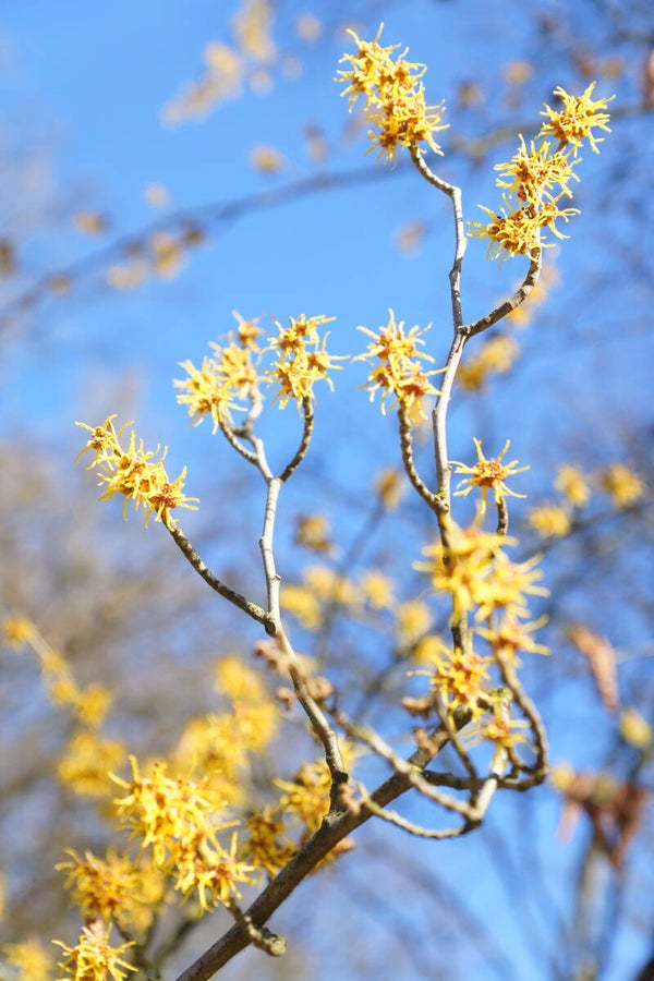 Frühling