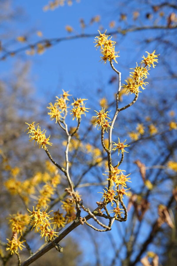 Botanischer Garten