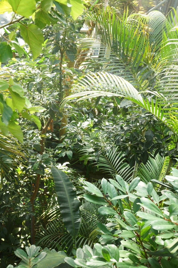 Regenwald