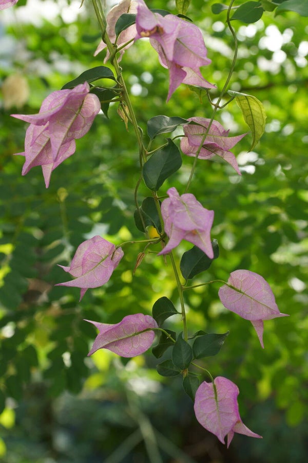 Bougainvillea-Blüte