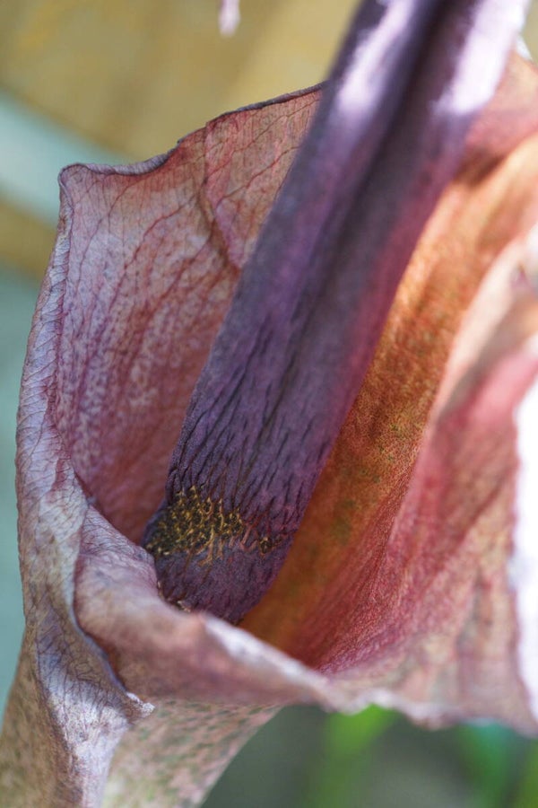 Blüte