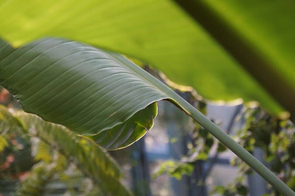 Bananenblatt