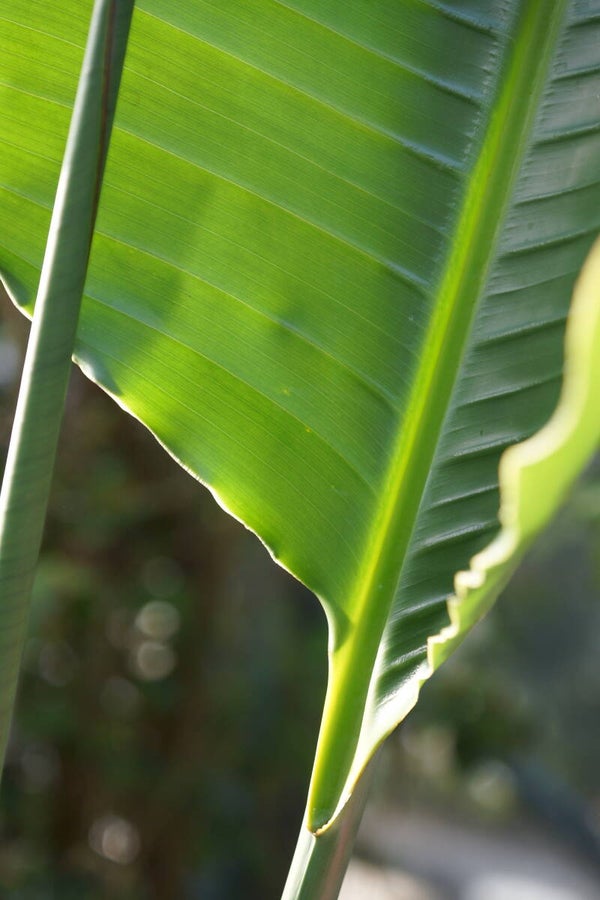 Bananenblatt