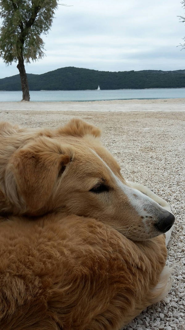 Hund Ferien