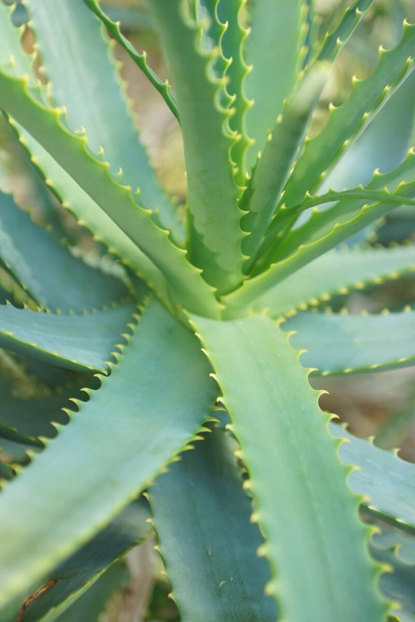 Aloe