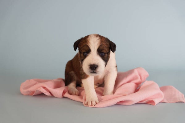 Hundewelpe