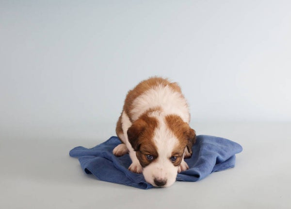 Hundewelpe