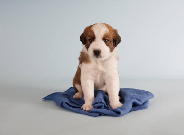 Hundewelpe