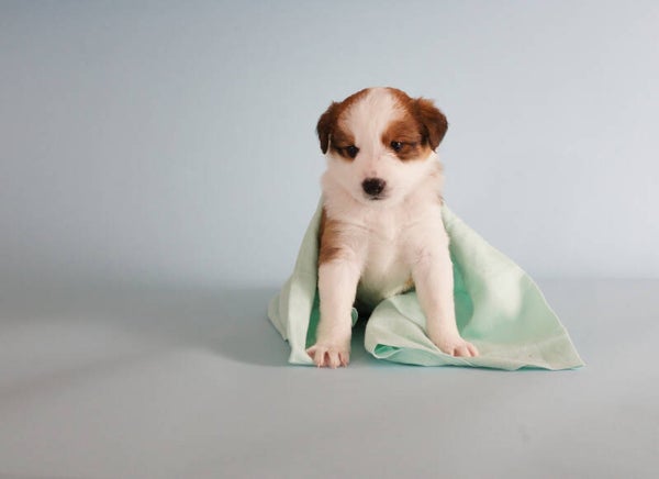 Hundewelpe