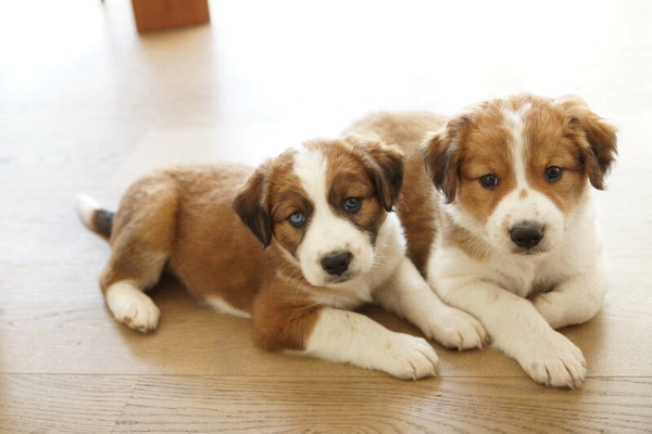 Hunde Geschwister