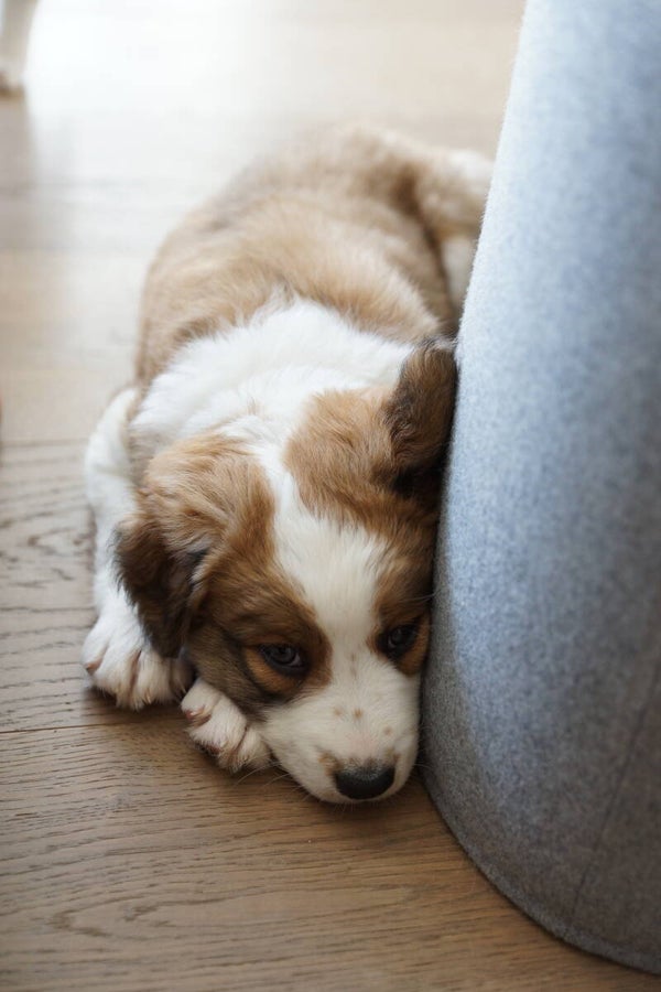 Hund