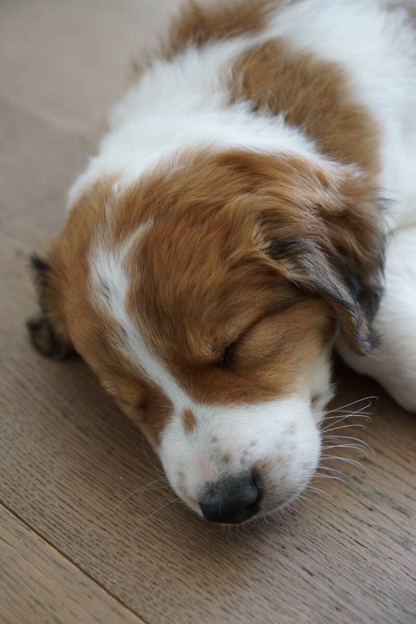 Hundewelpe