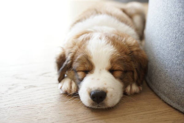 schlafender Hundewelpe