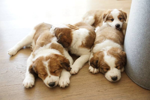 Hundewelpen