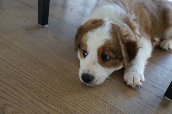 Hundewelpen