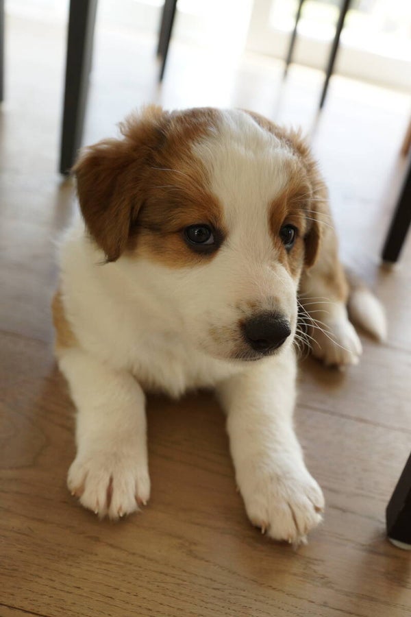 Hund