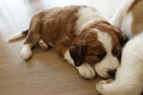 Hundewelpe