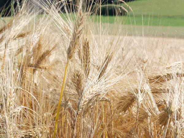 Reifes Gerstenfeld in der Schweiz