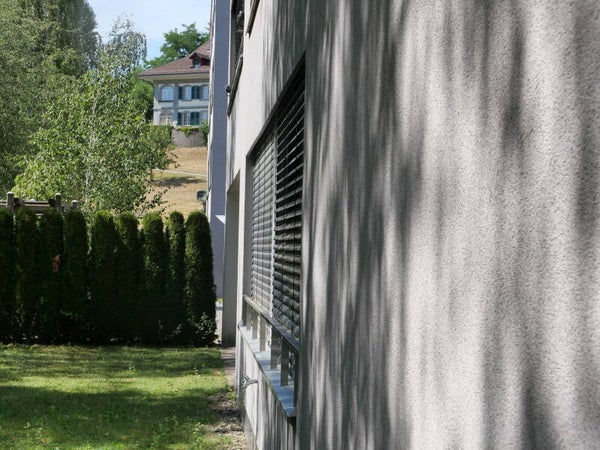 Hecke Sichtschutz