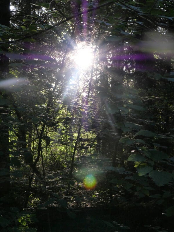 Sonnenstrahlen im Wald