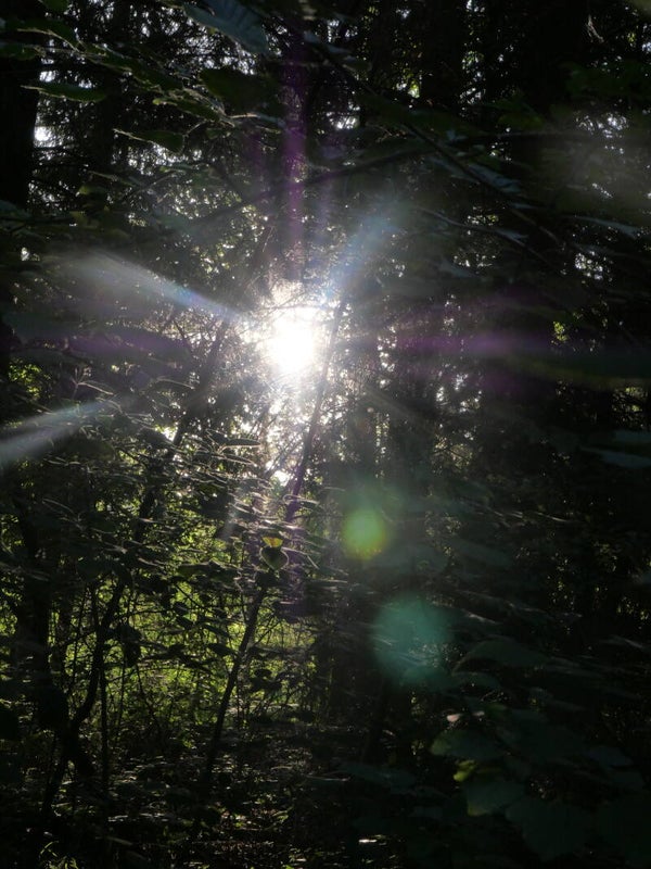 Wald Schatten