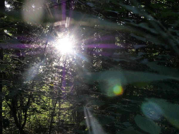Wald, Lichtstimmung, Natur