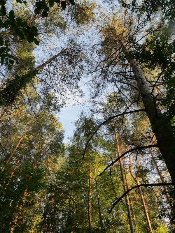 Waldkronen im Abendlicht
