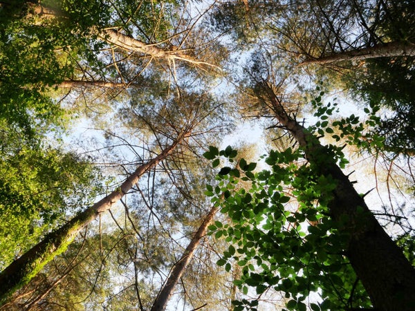 Wald