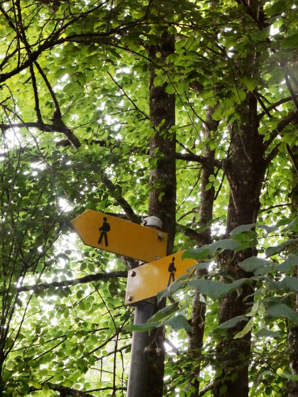 Wanderwegweiser im grünen Blätterdach