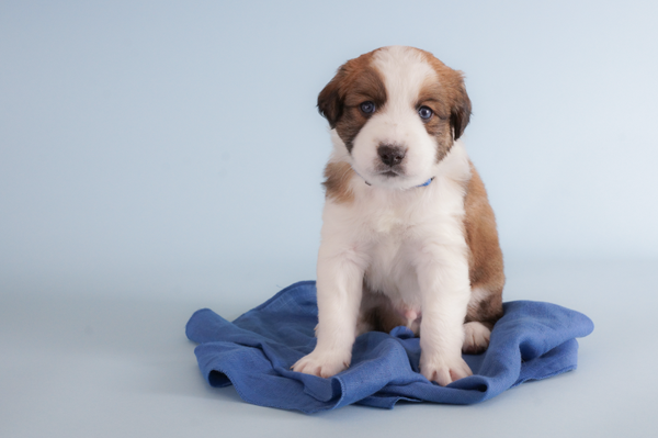 Junger Hund – Welpe im Studio