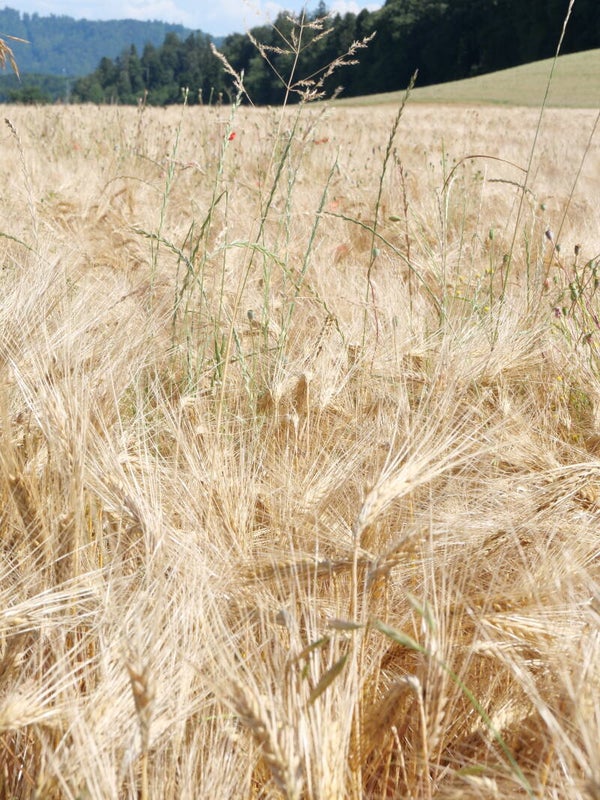 Getreidefeld im Schweizer Sommer